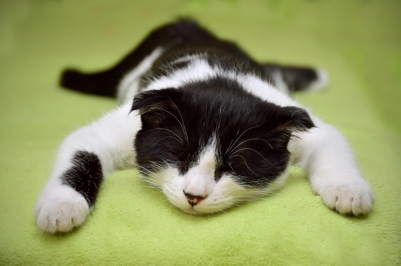 cat4